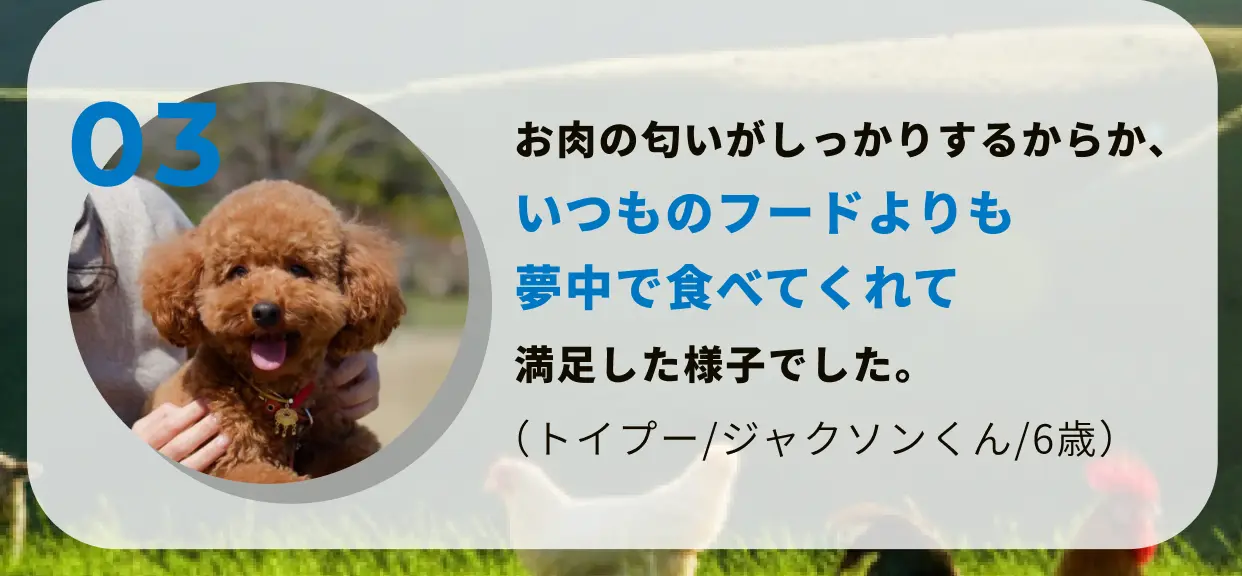 03 お肉の匂いがしっかりするからか、いつものフードよりも夢中で食べてくれて満足した様子でした。(トイプー/ジャクソンくん/6歳)