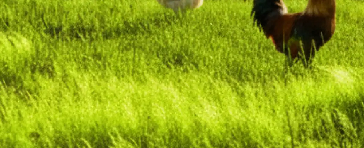 緑の草原で鶏が歩いている風景