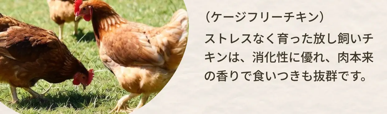 (ケージフリーチキン) ストレスなく育った放し飼いチキンは、消化性に優れ、肉本来の香りで食いつきも抜群です。