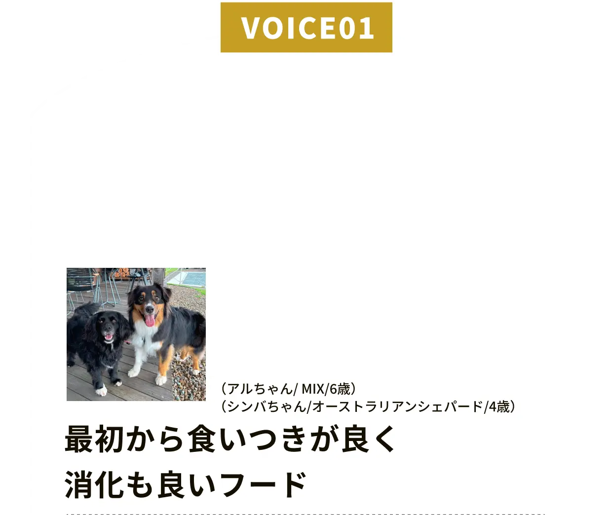 VOICE01 アルちゃん（MIX/6歳）とシンバちゃん（オーストラリアンシェパード/4歳）