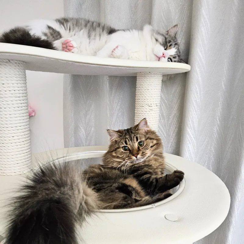 キャットタワー