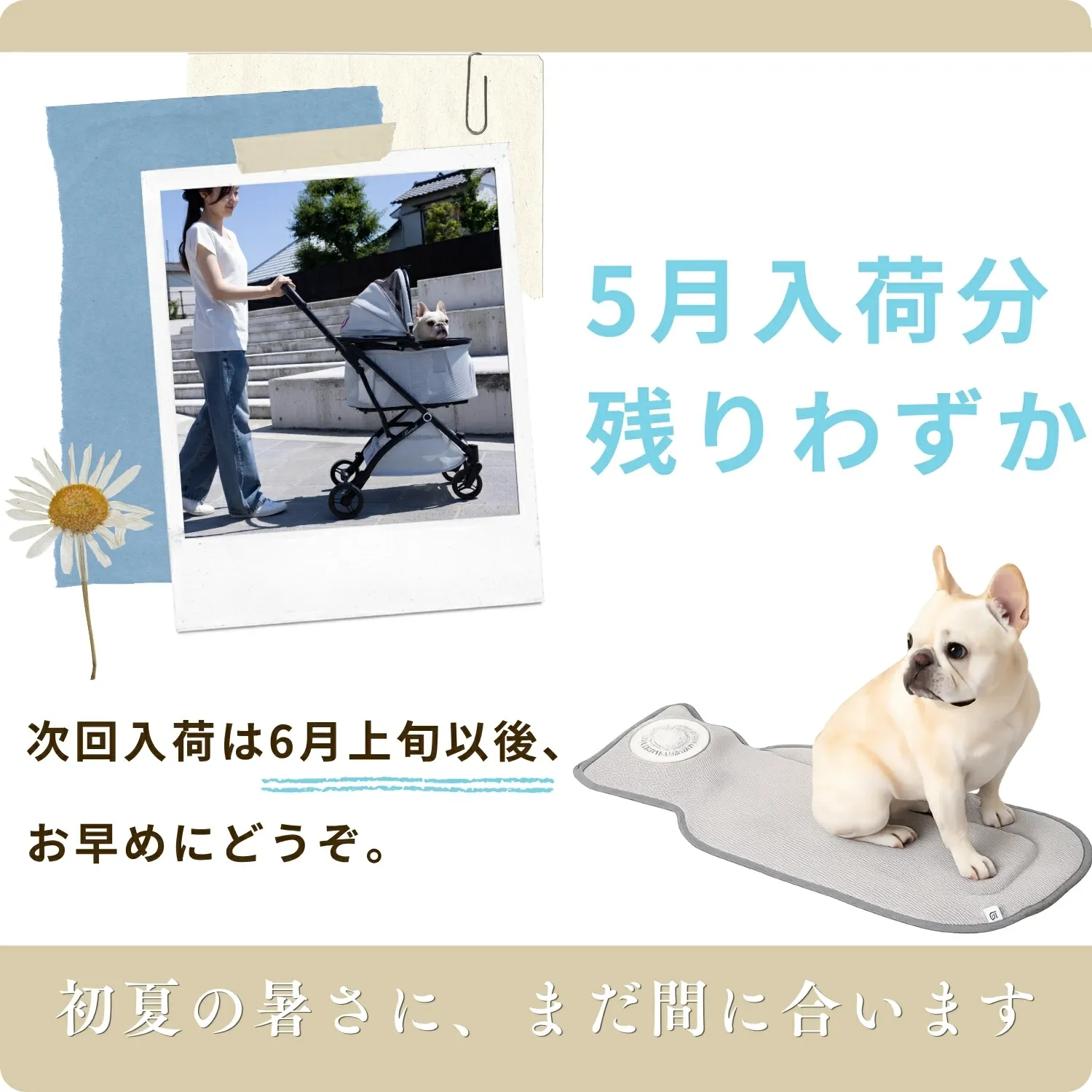 5月入荷分残りわずか