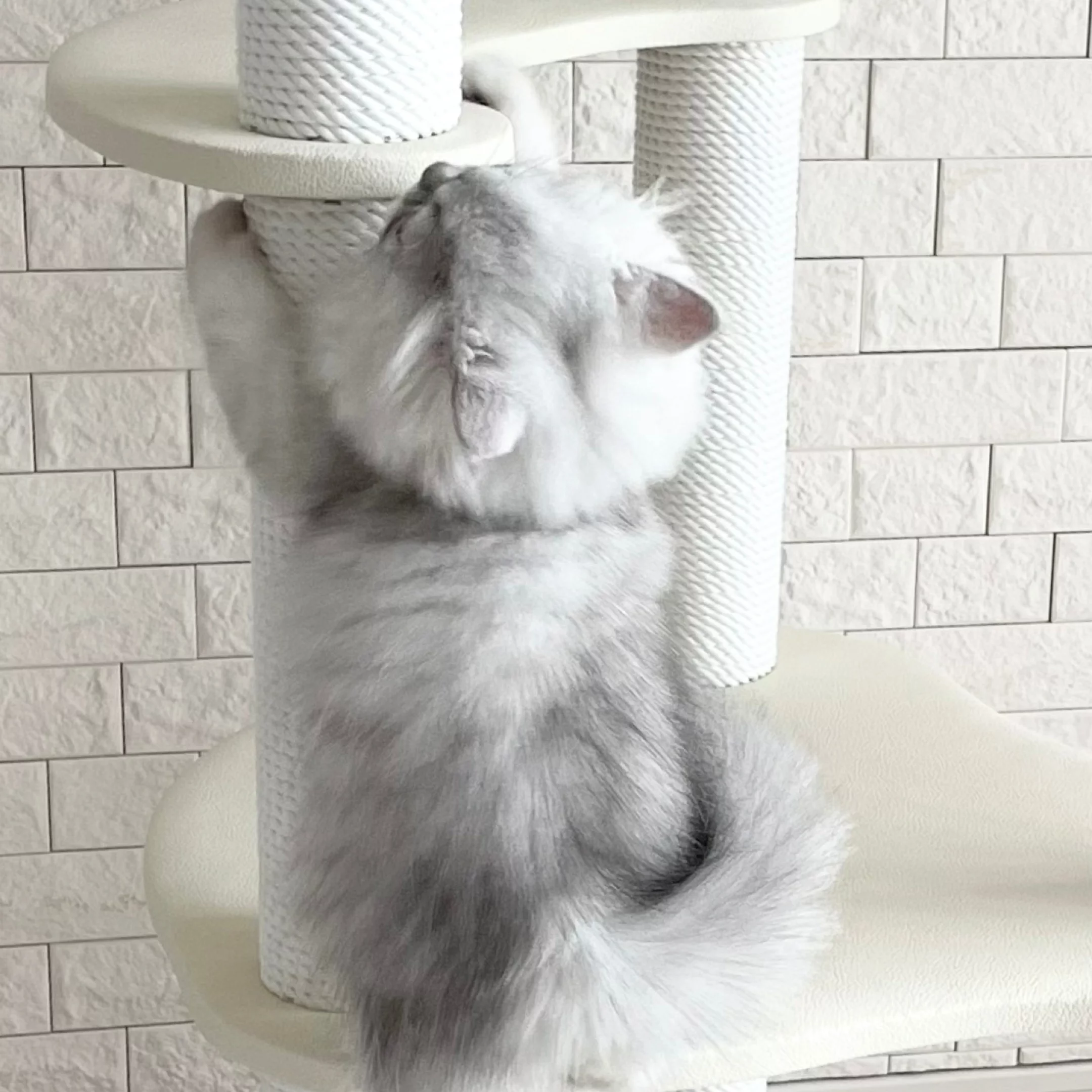 キャットタワー