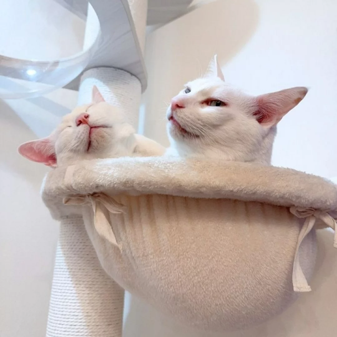 キャットタワー