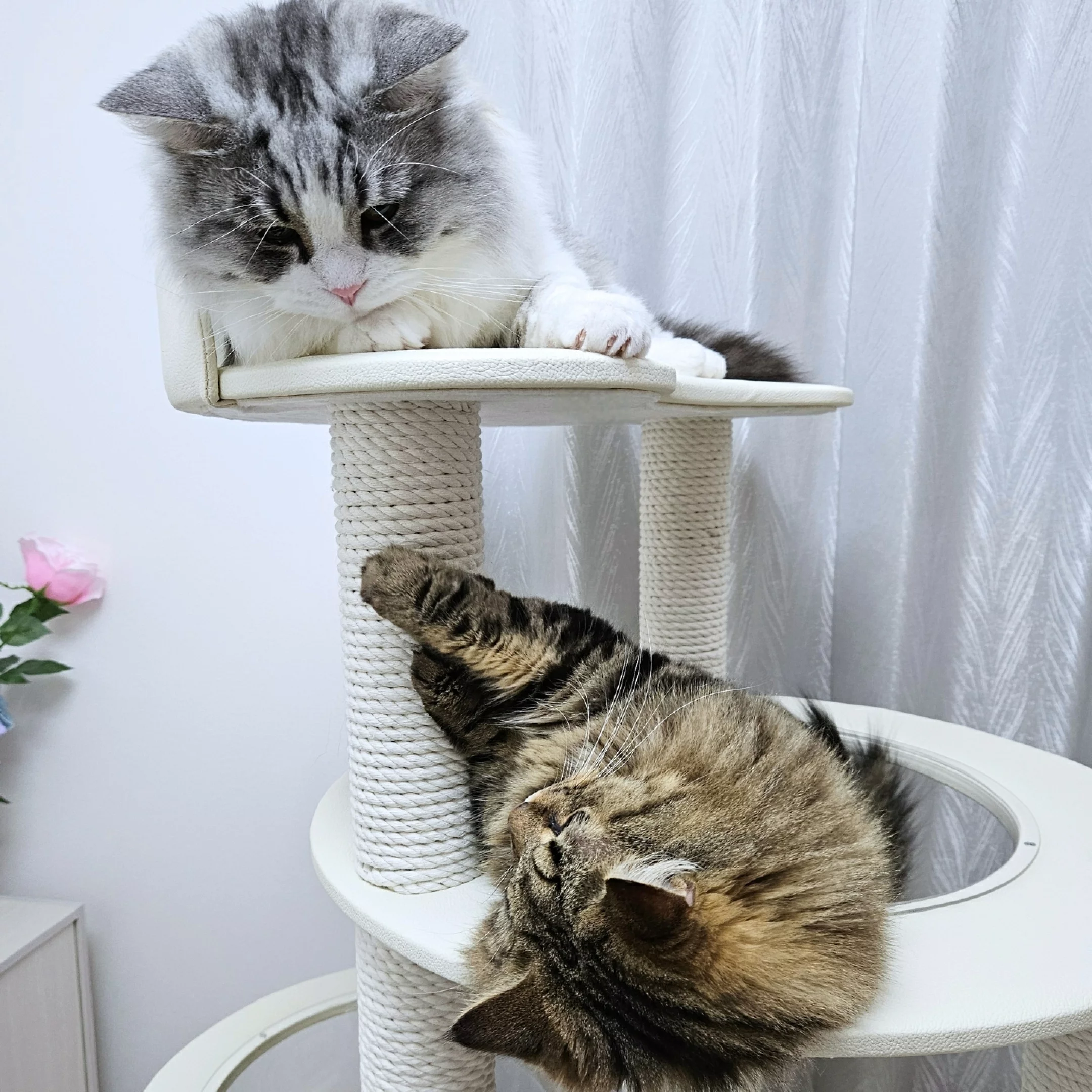 キャットタワー