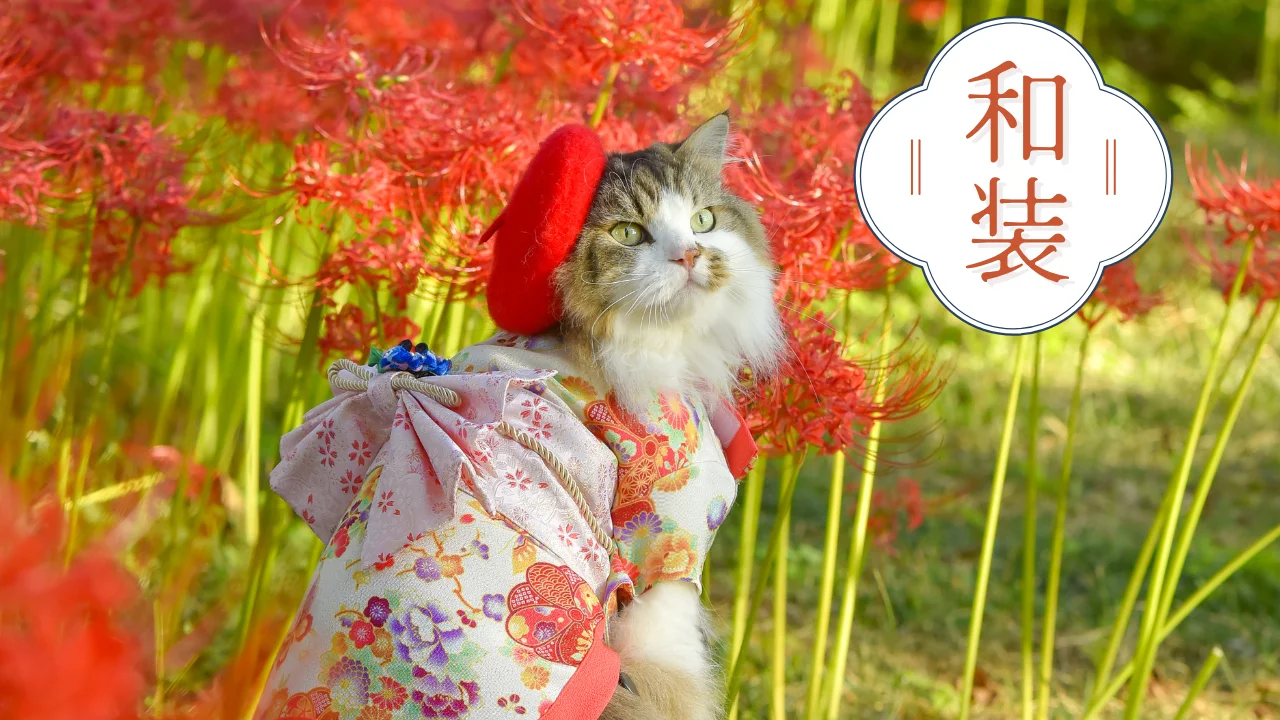 ペット和装