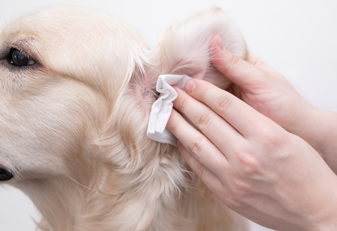 OUCA FAMILY pet care - Ear Clean 50ml（単品）