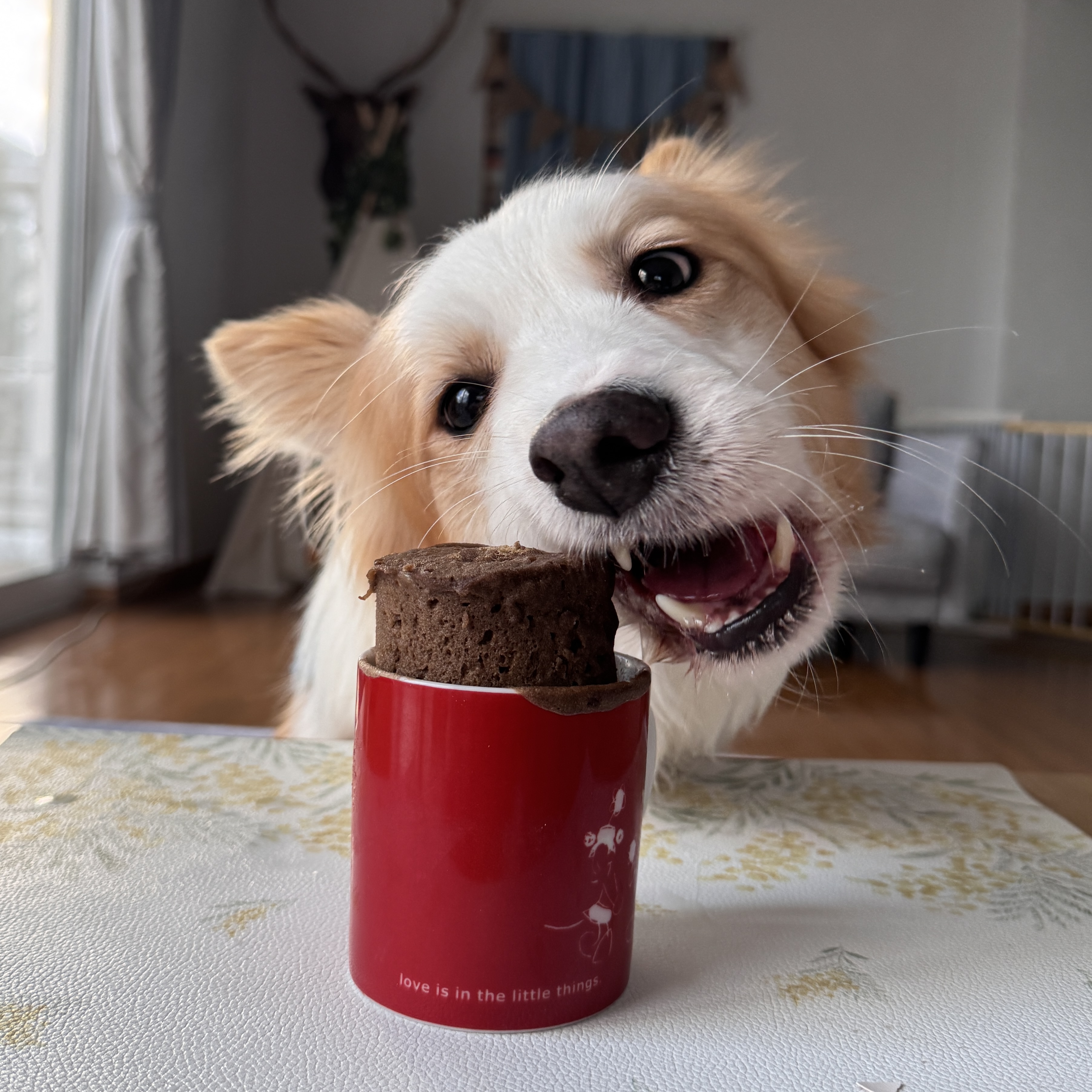 【バレンタインデーに！】米粉のホットケーキミックス　チョコレート味