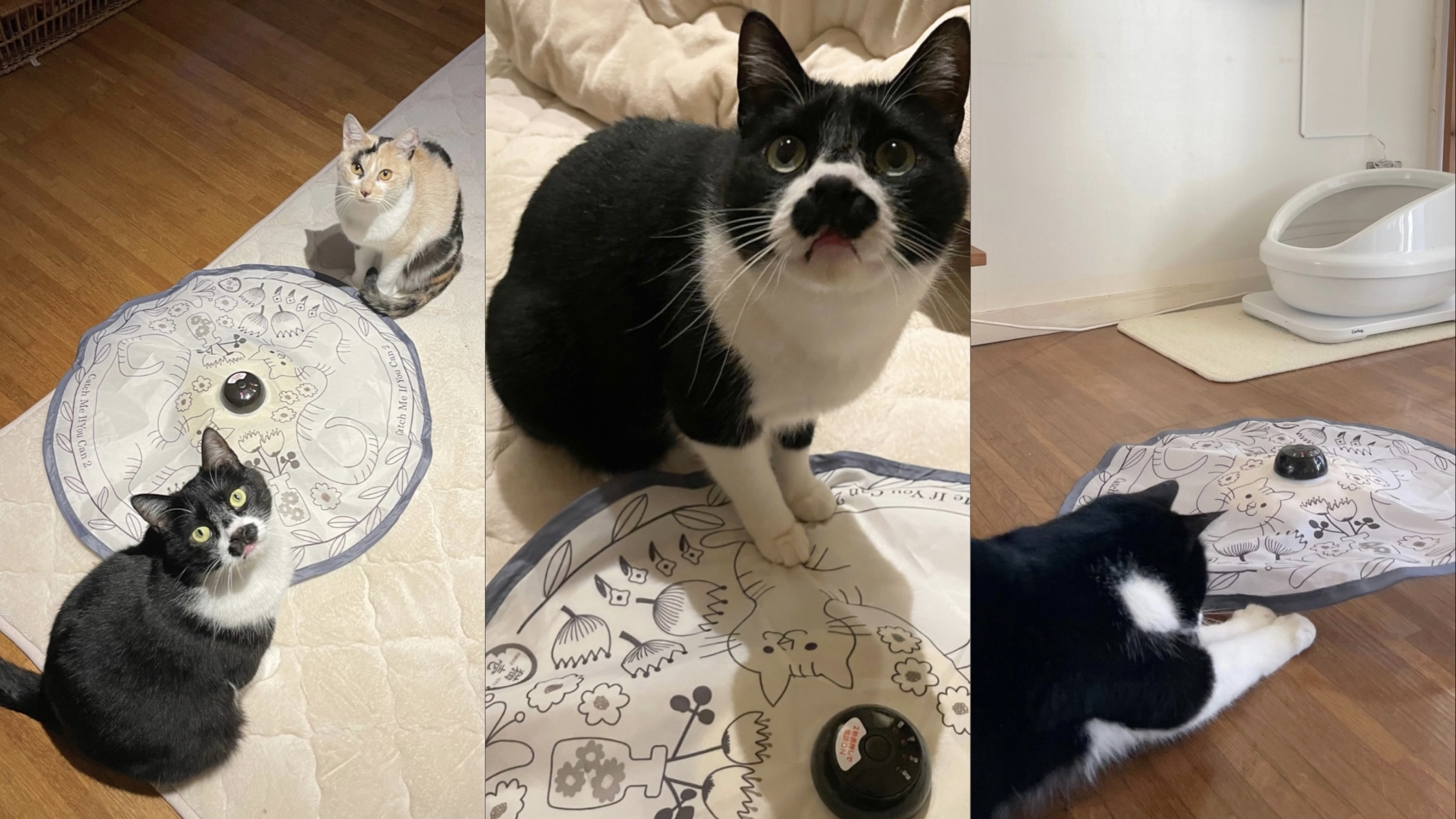 猫壱　キャッチミー・イフ・ユー・キャン2