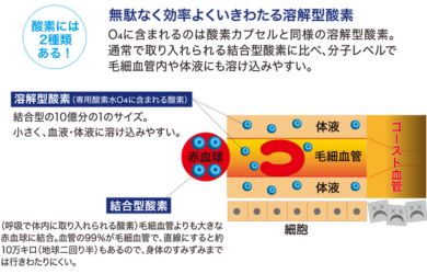 溶解型と結合型のイメージ図