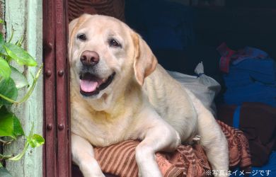 ラブラドール・レトリバー/16歳