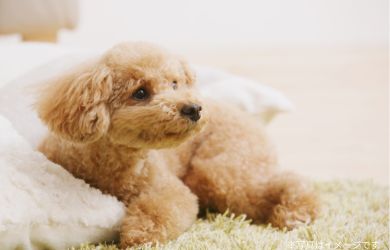 トイプードル/心臓疾患