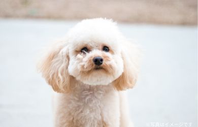 トイプードル/乳腺腫瘍の肺転移