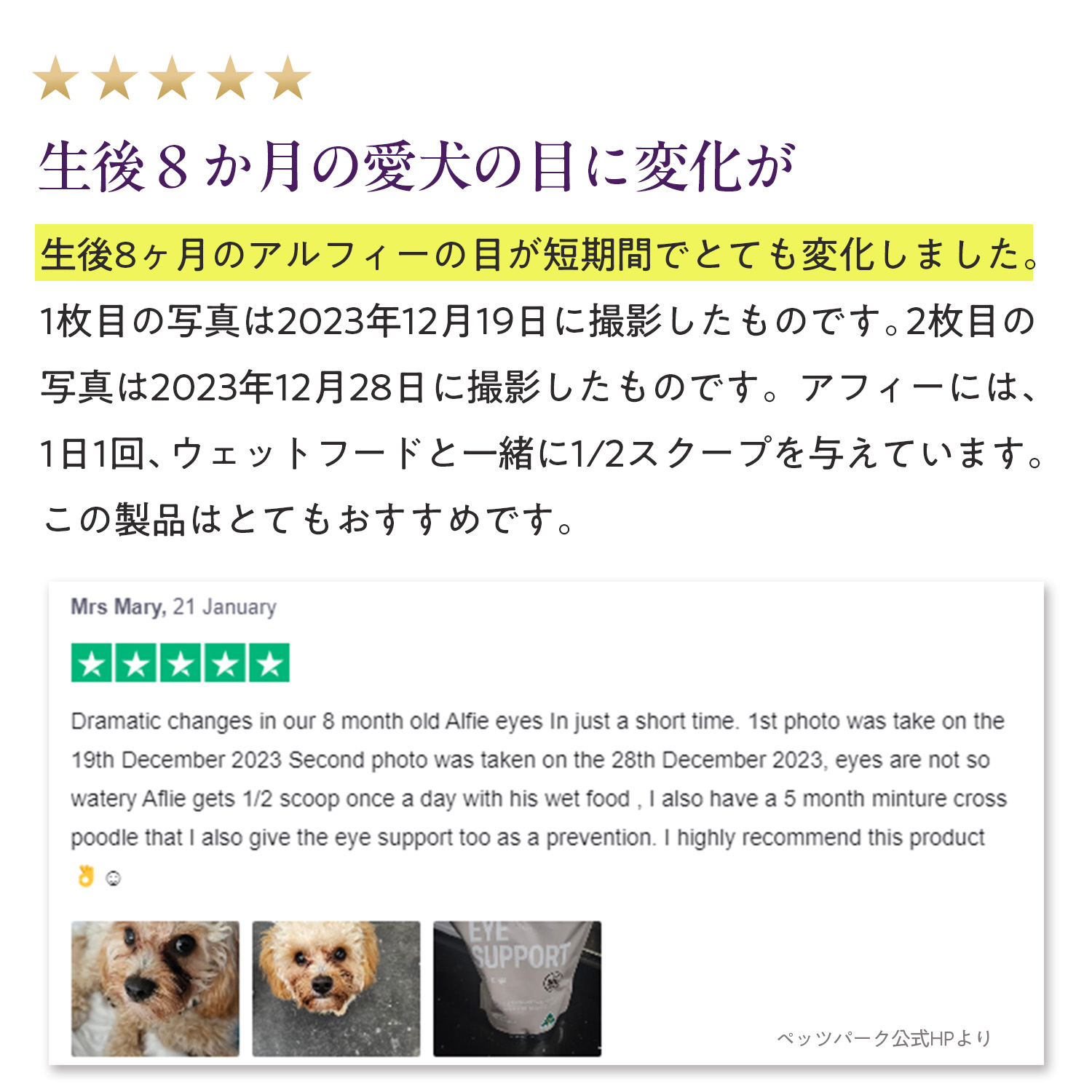 犬用アイサポート