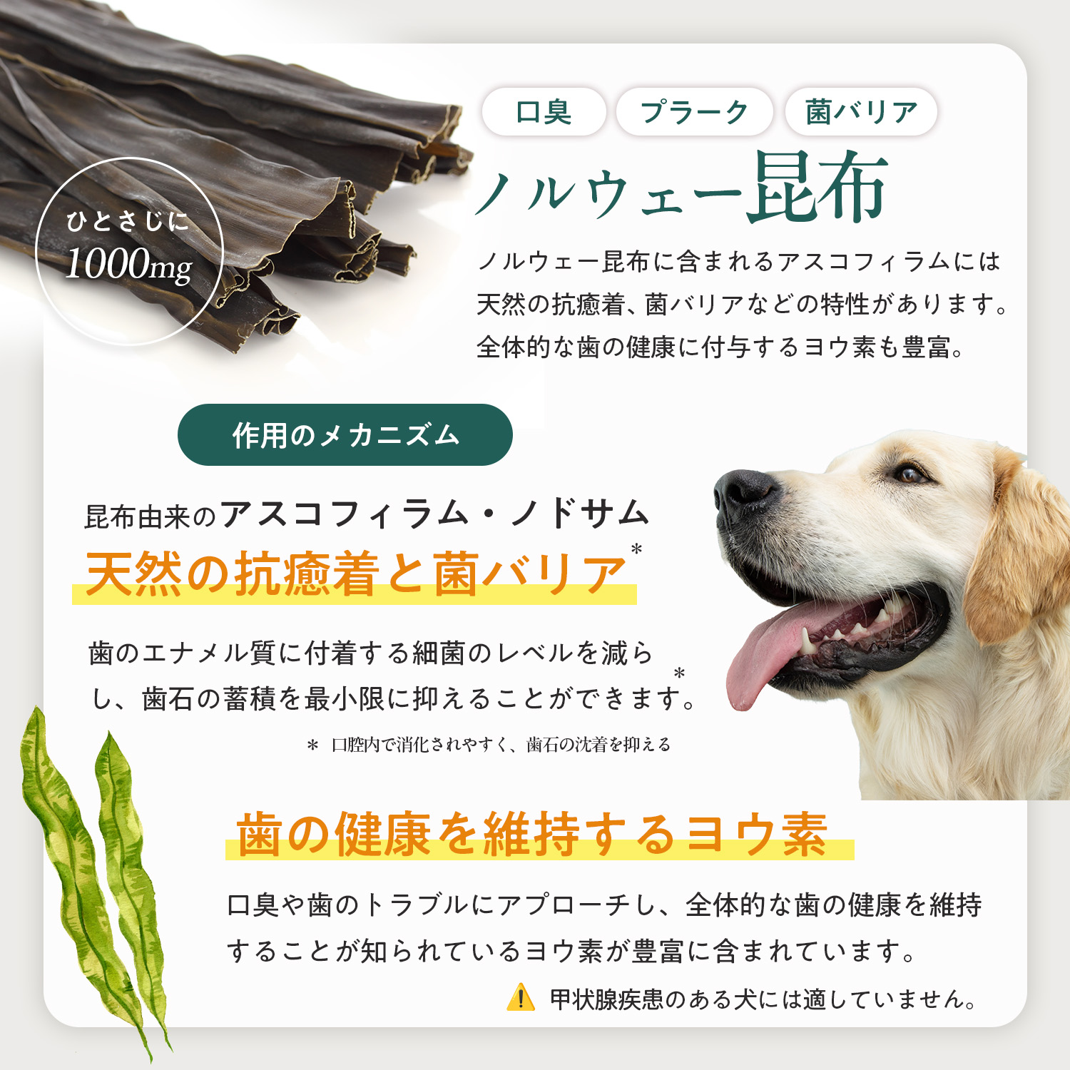 犬用デンタルケルプ