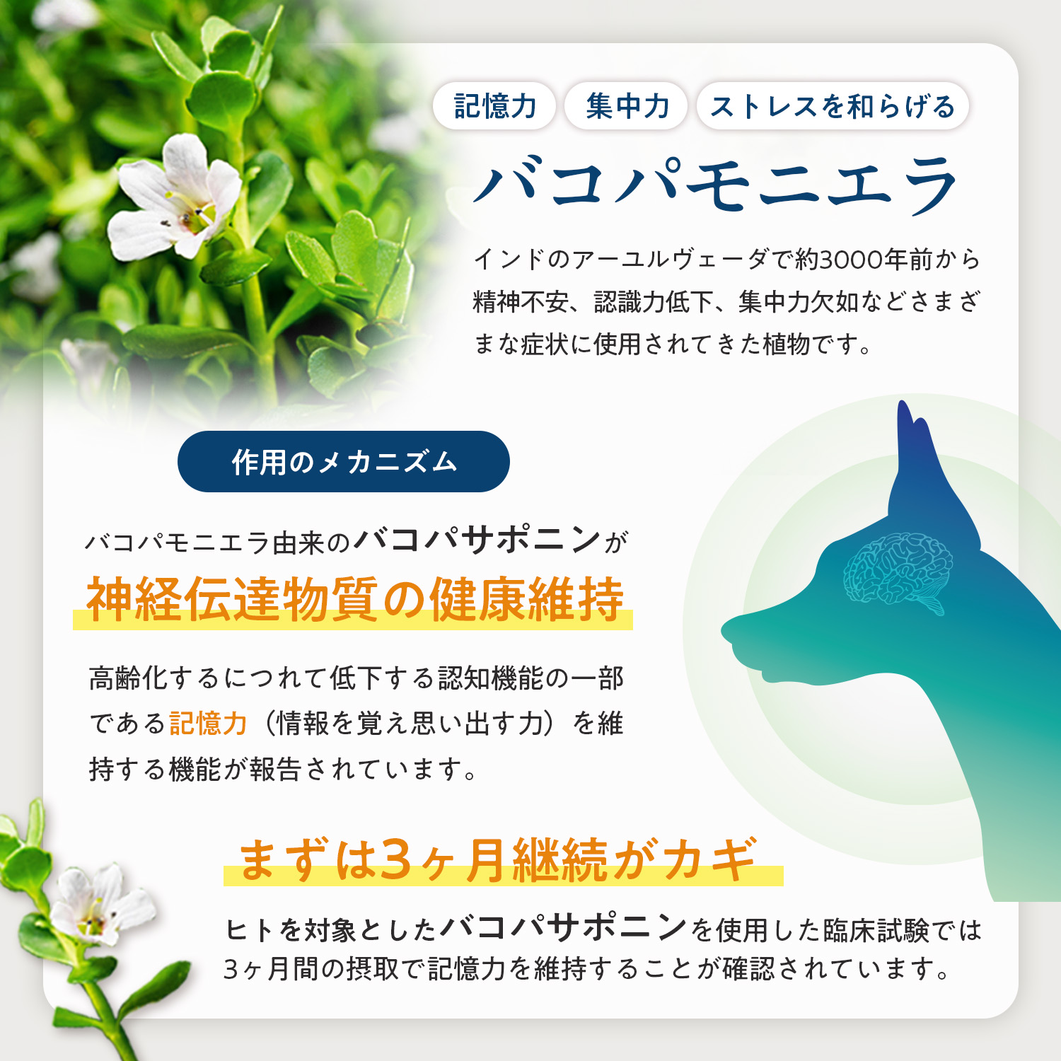 犬用ブレインサポート