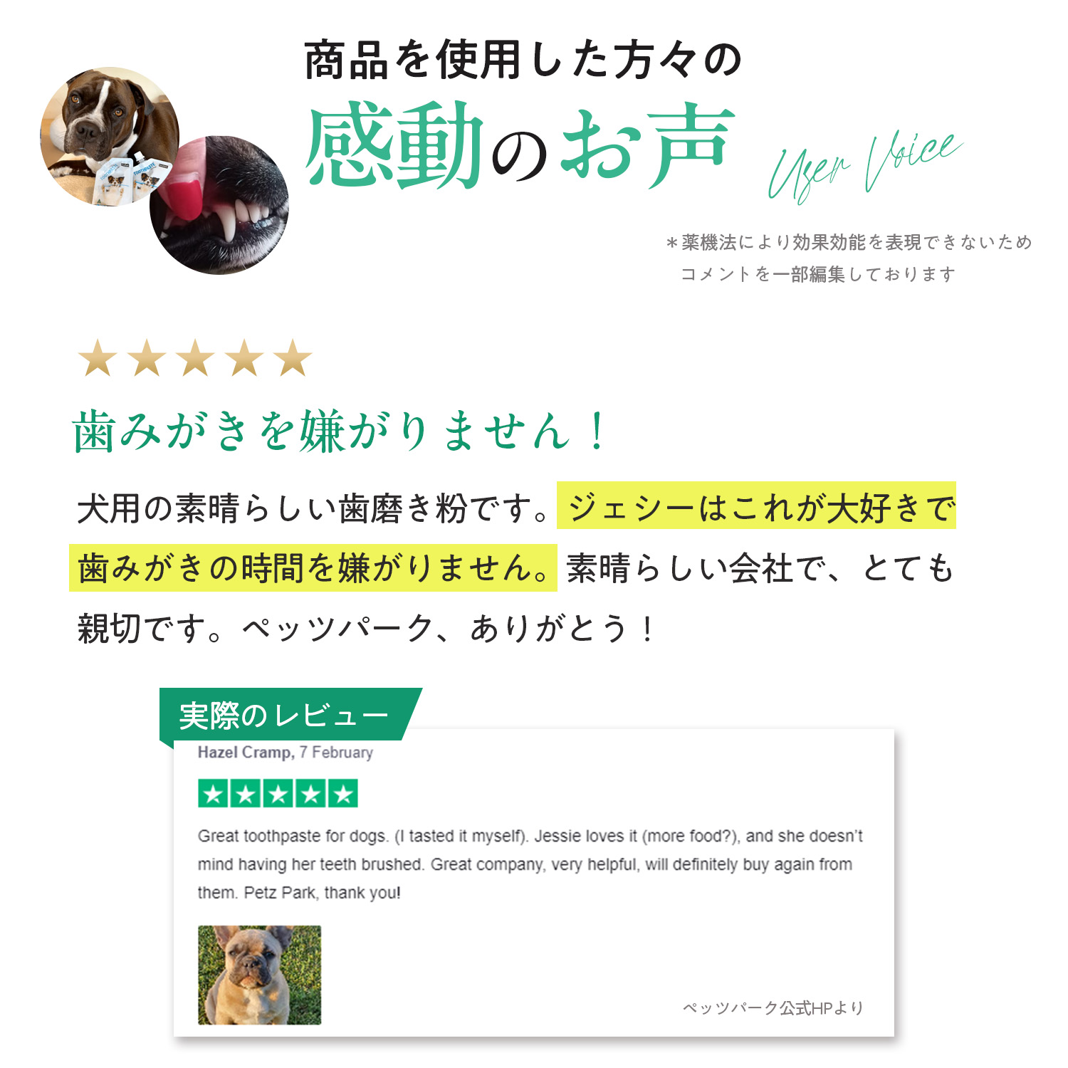 犬用トゥースペースト