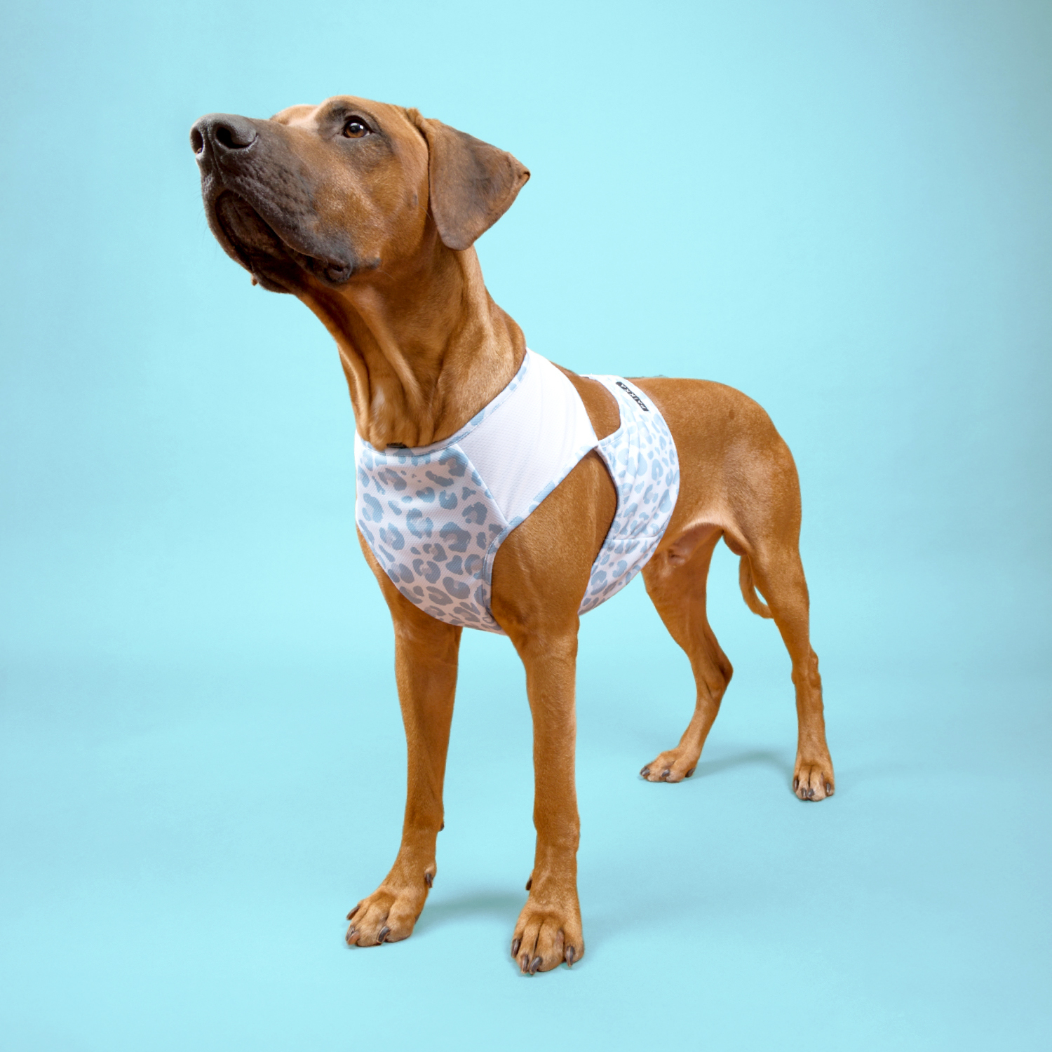 パイッカ クールベスト