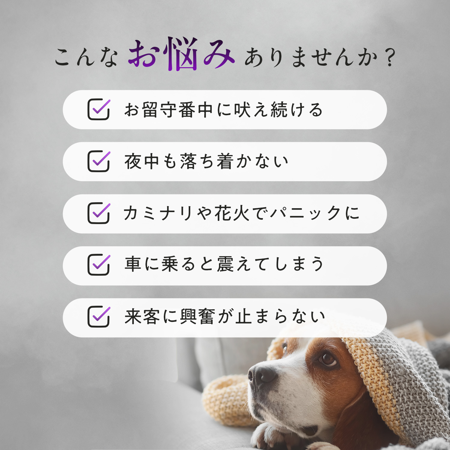 犬用ストレス+アングザイエティ