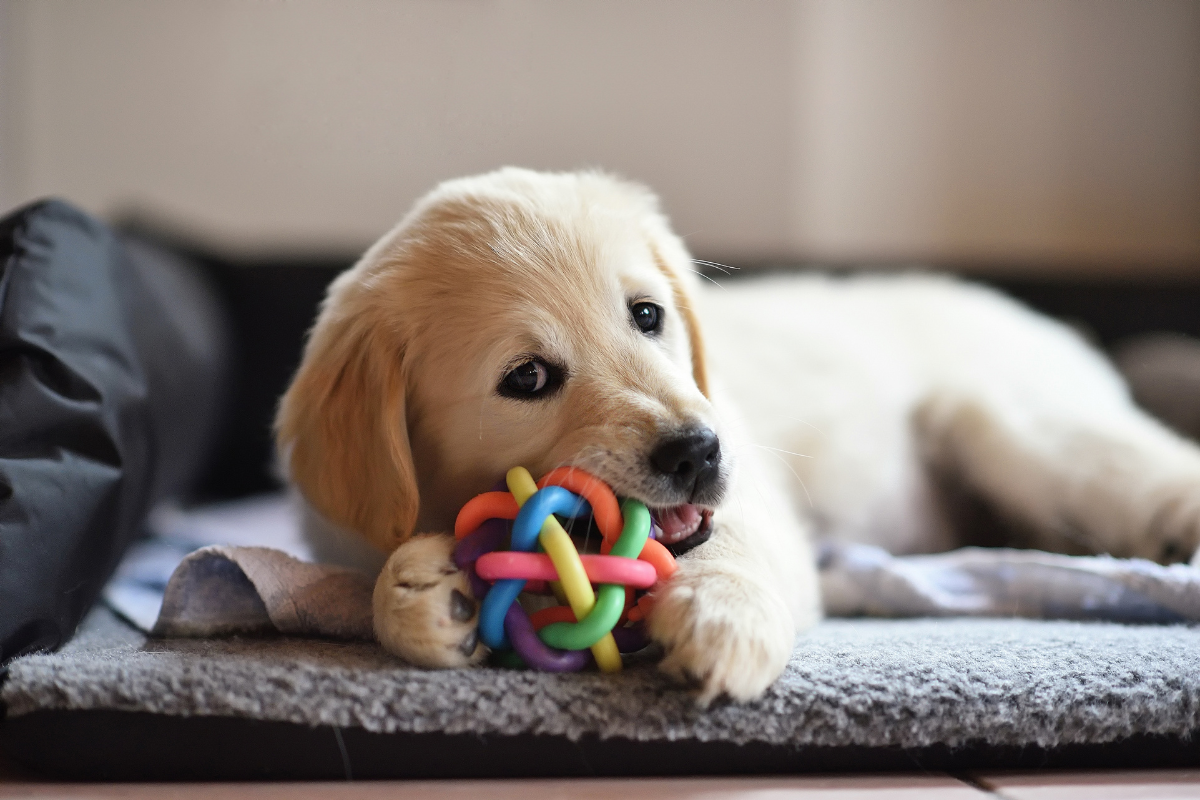 おもちゃで穏やかに遊ぶ犬。満たされた表情
