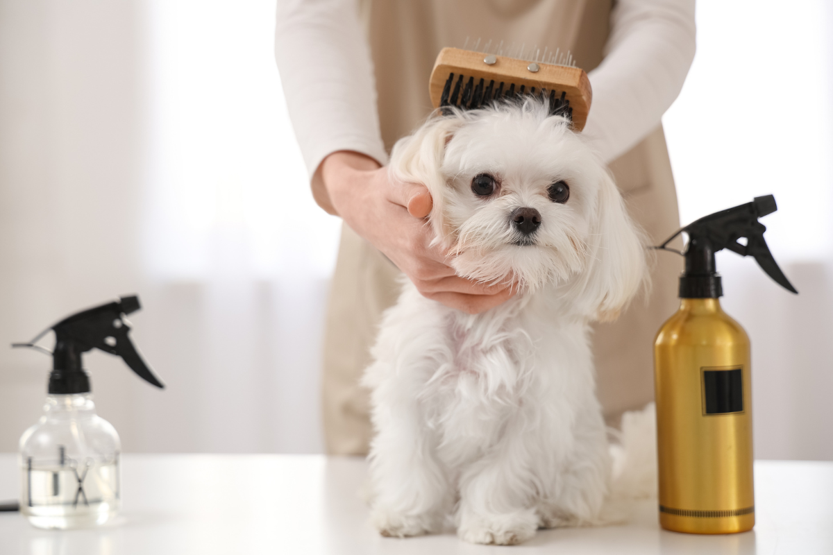 やさしくブラッシングされている犬の被毛のクローズアップ