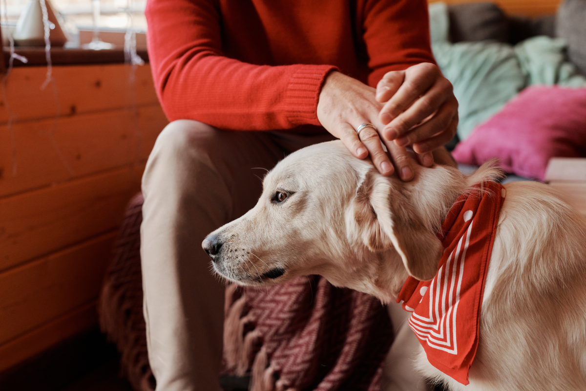 飼い主に寄り添う、毛並みのよい犬