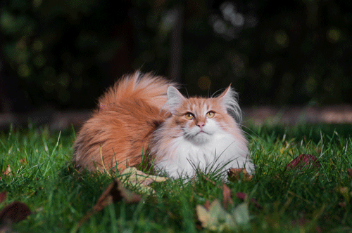 庭に佇むノルウェージャン・フォレスト・キャットとは