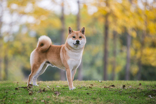 林の前に佇む芝犬