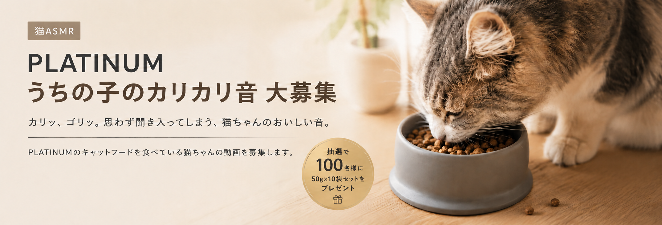 猫がキャットフードを食べているイメージ