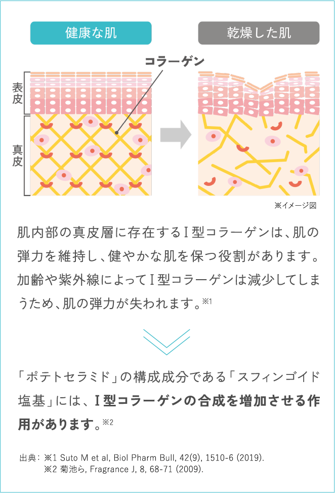 健康な肌/乾燥した肌