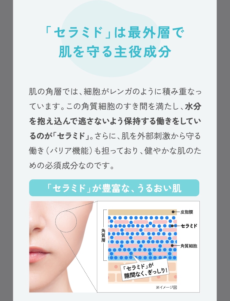 「セラミド」は最外層で肌を守る主役成分