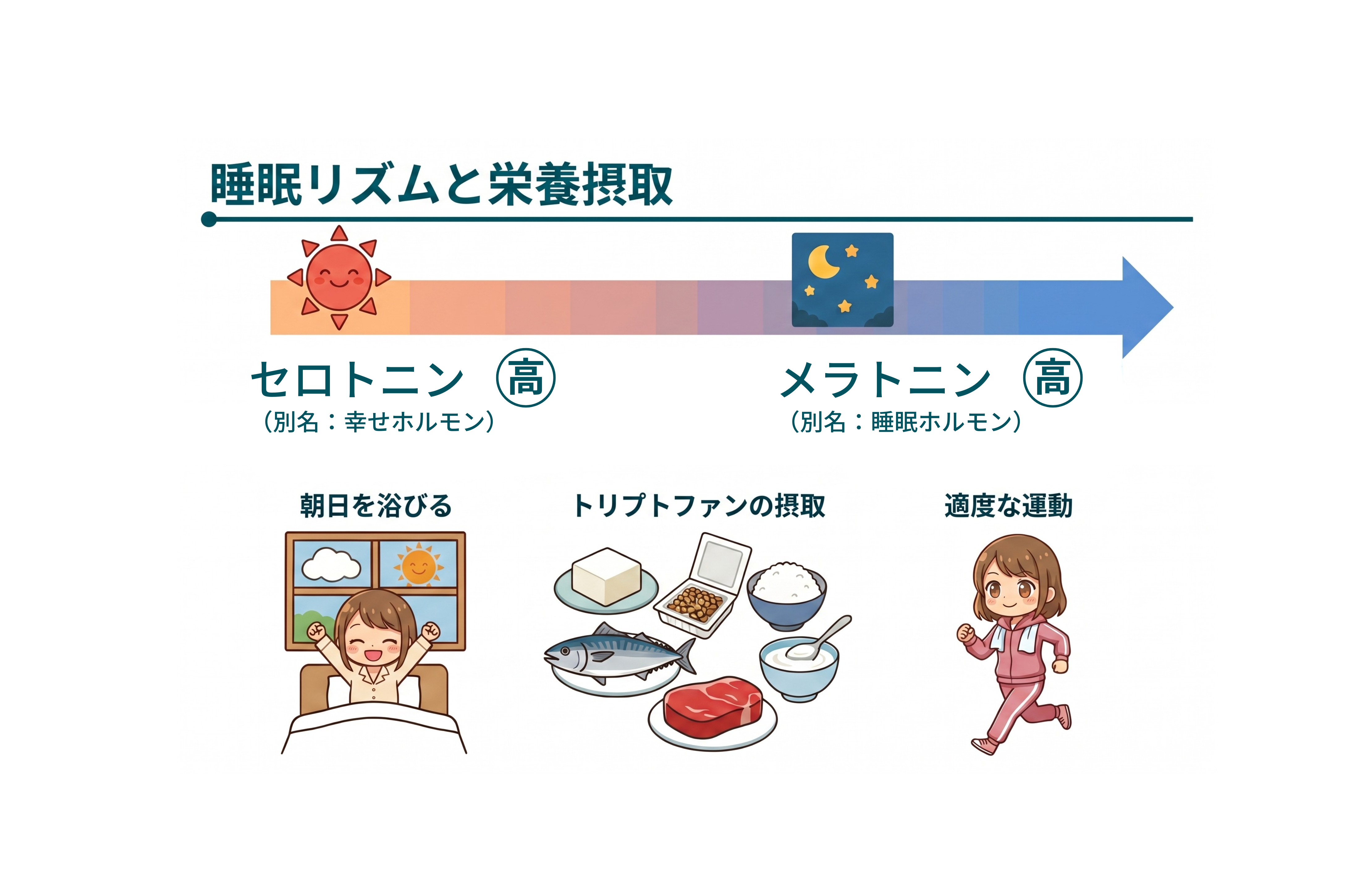 図4 睡眠リズムと栄養摂取
