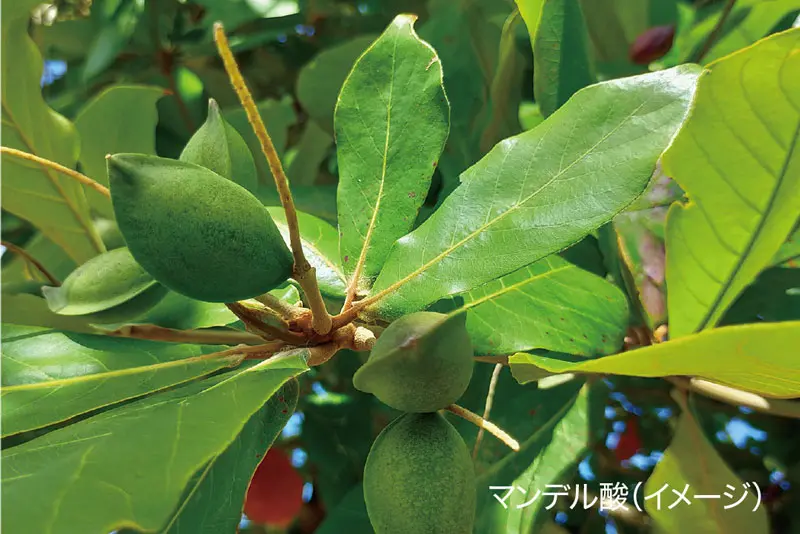 ダーマレーザー* ビジョンパッド PRO