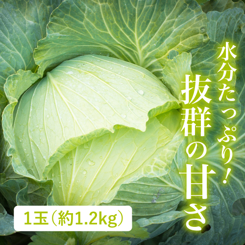 とくみつキャベツ（静岡県産）