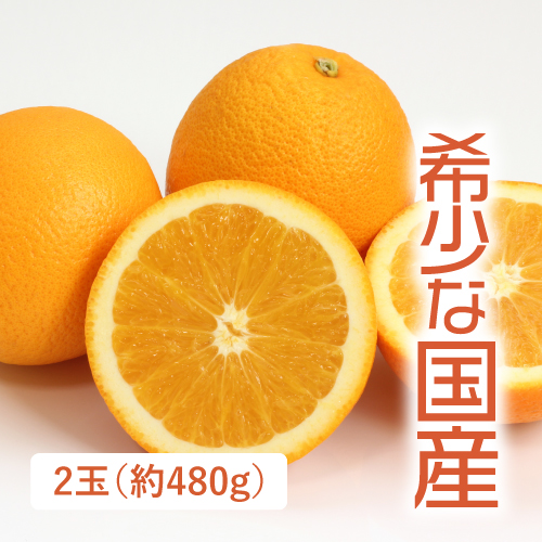 国産ネーブルオレンジ　2玉（熊本県産）