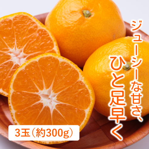 みはまっこ（愛知県産）