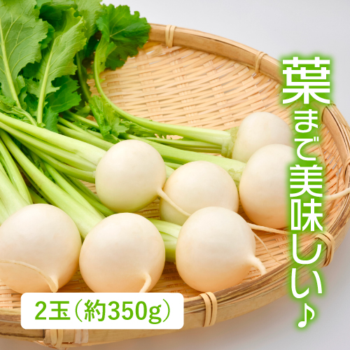野辺地かぶ （青森県産）