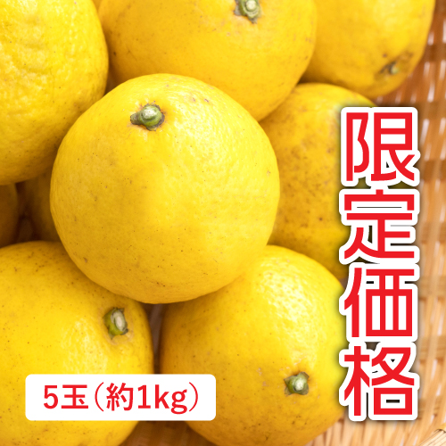 訳あり 日向夏（宮崎県産）