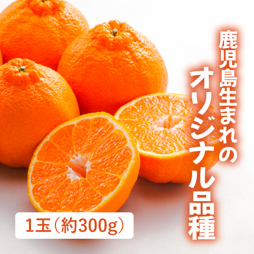 大将季(鹿児島県産)