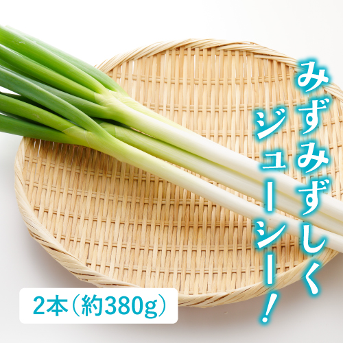 初夏ねぎ（茨城県産）