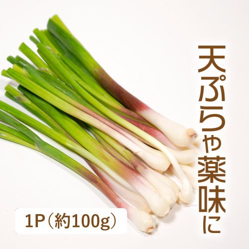 庄内あさつき（山形県産）