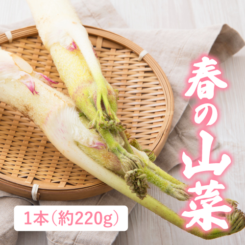 山うど（群馬県産）