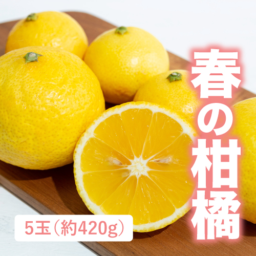 湘南ゴールド（神奈川県産）