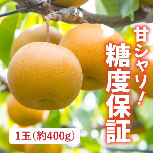 新甘泉（和梨）（鳥取県産）