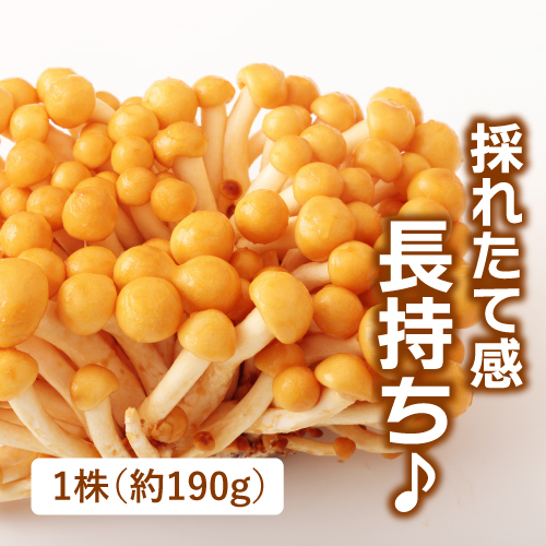 株付きなめこ（福島県産）