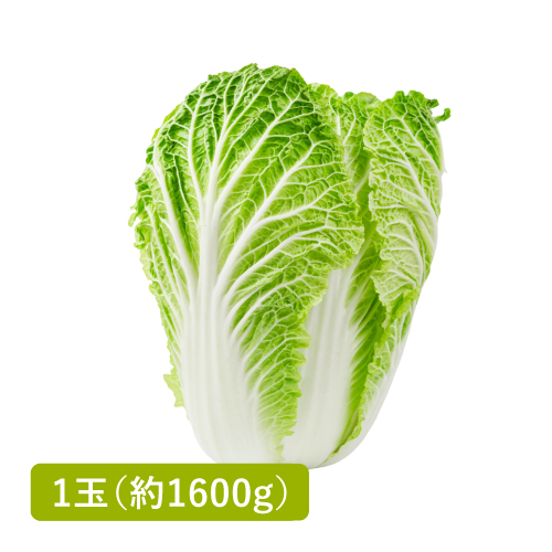 白菜(茨城県産)