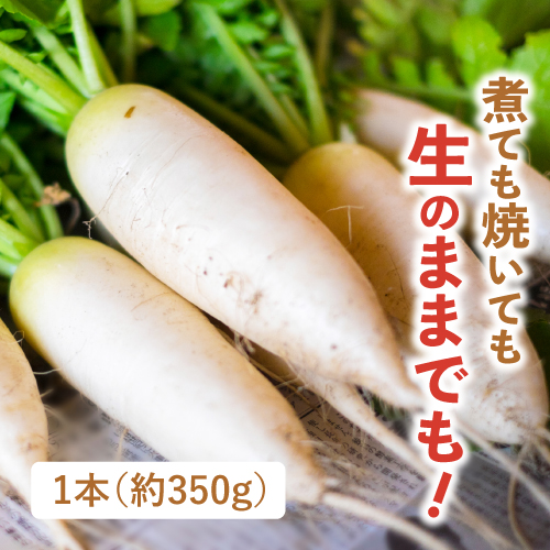 のらくら農場さんのミニ大根（長野県産）
