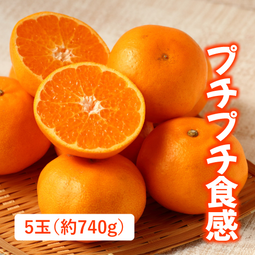 はるみ（愛媛県産）