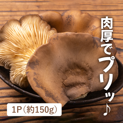 お買い得黒あわび茸（長野県産）