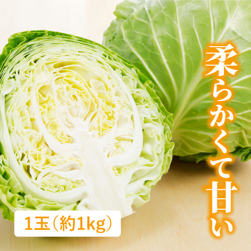加瀬さんのキャベツ（千葉県産）